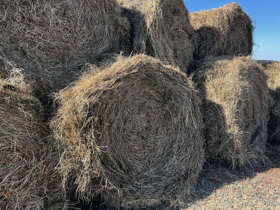 Продам сено луговое разнотравие