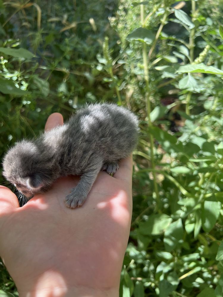 Кошка бесплатно