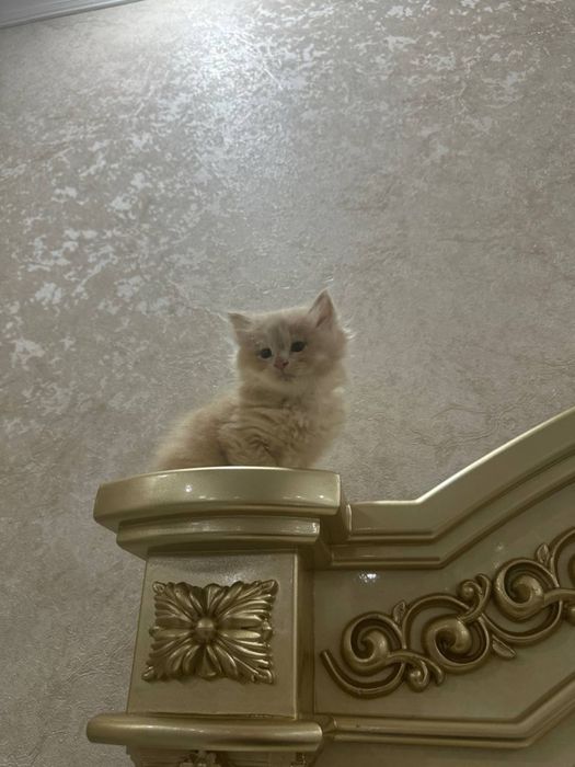 Мальчик красавчик