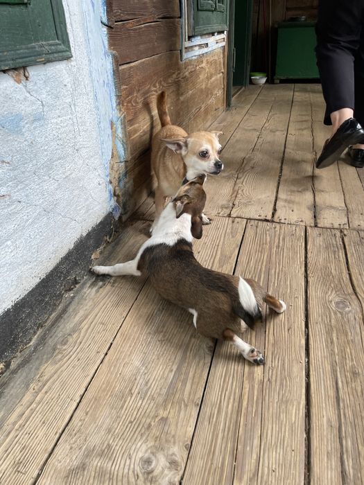 Donez cățeii ,talie mică si medie