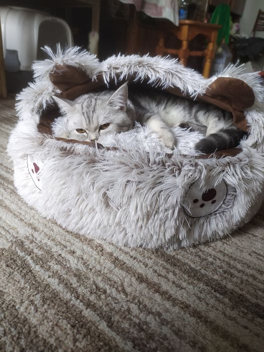 Лежанка для кошек