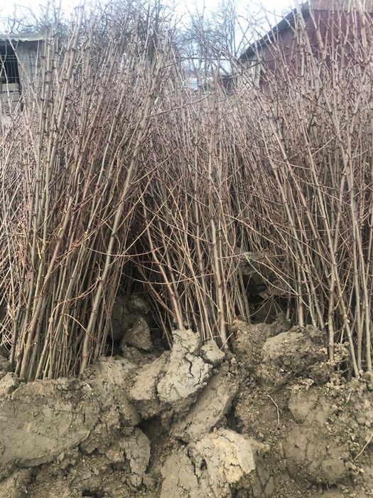 Vând puieți de salcâm