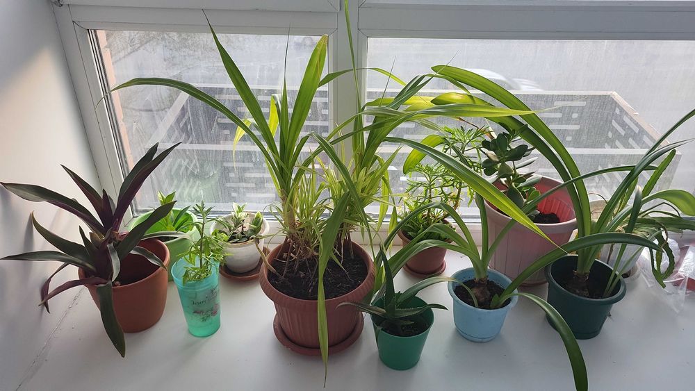 Комнатные растения