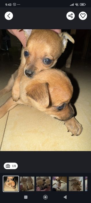 Мини пинчери мъжко и женско