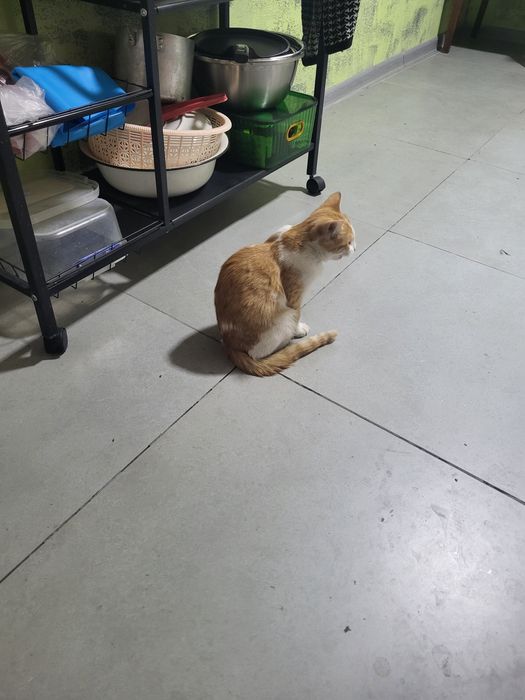 Котята мальчики девочки.