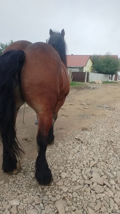 Vand cal castrat