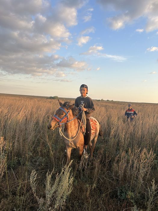 Продам лощад, тай сатылады