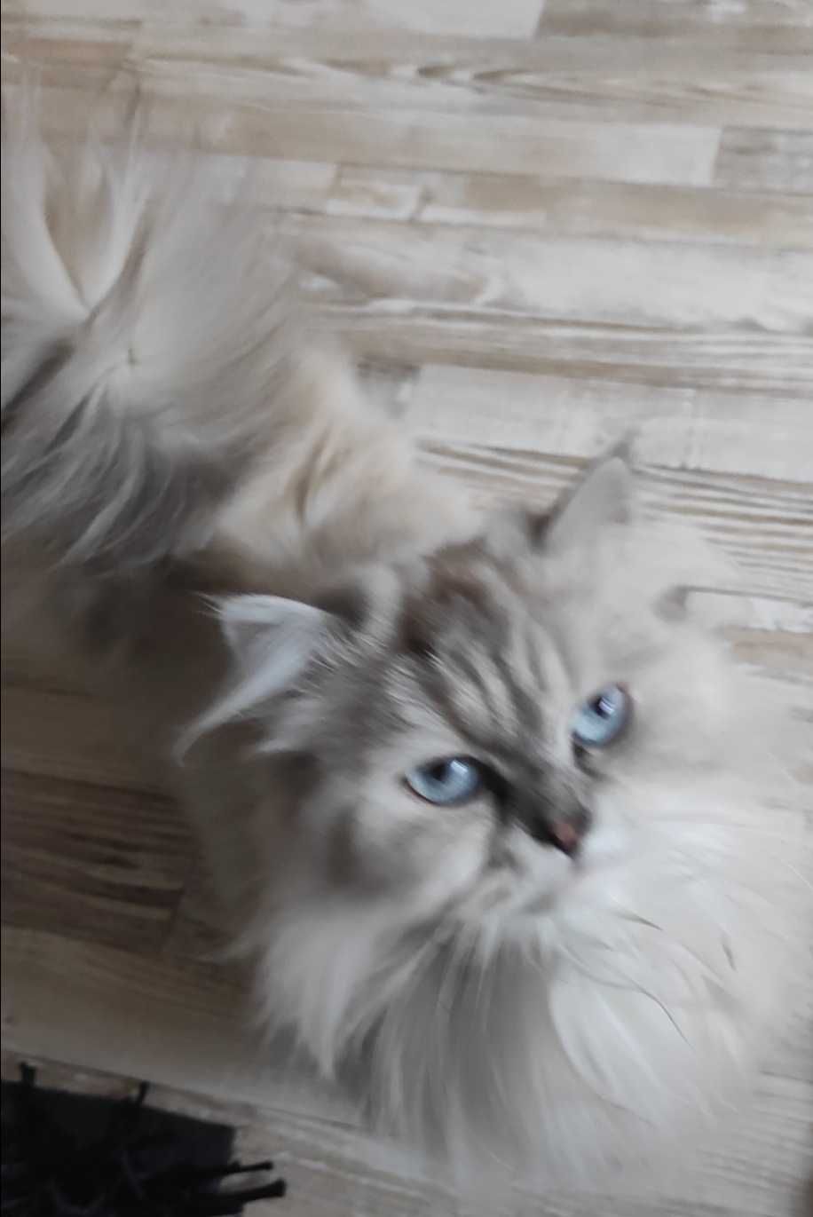Персийско коте със сини очи