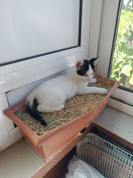 Подарявам женско коте