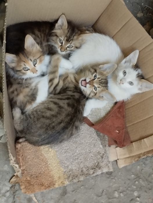 Подаряват се малки котенца