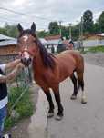 Vnd schimb armasar de 4 Ani accept or ce probaa