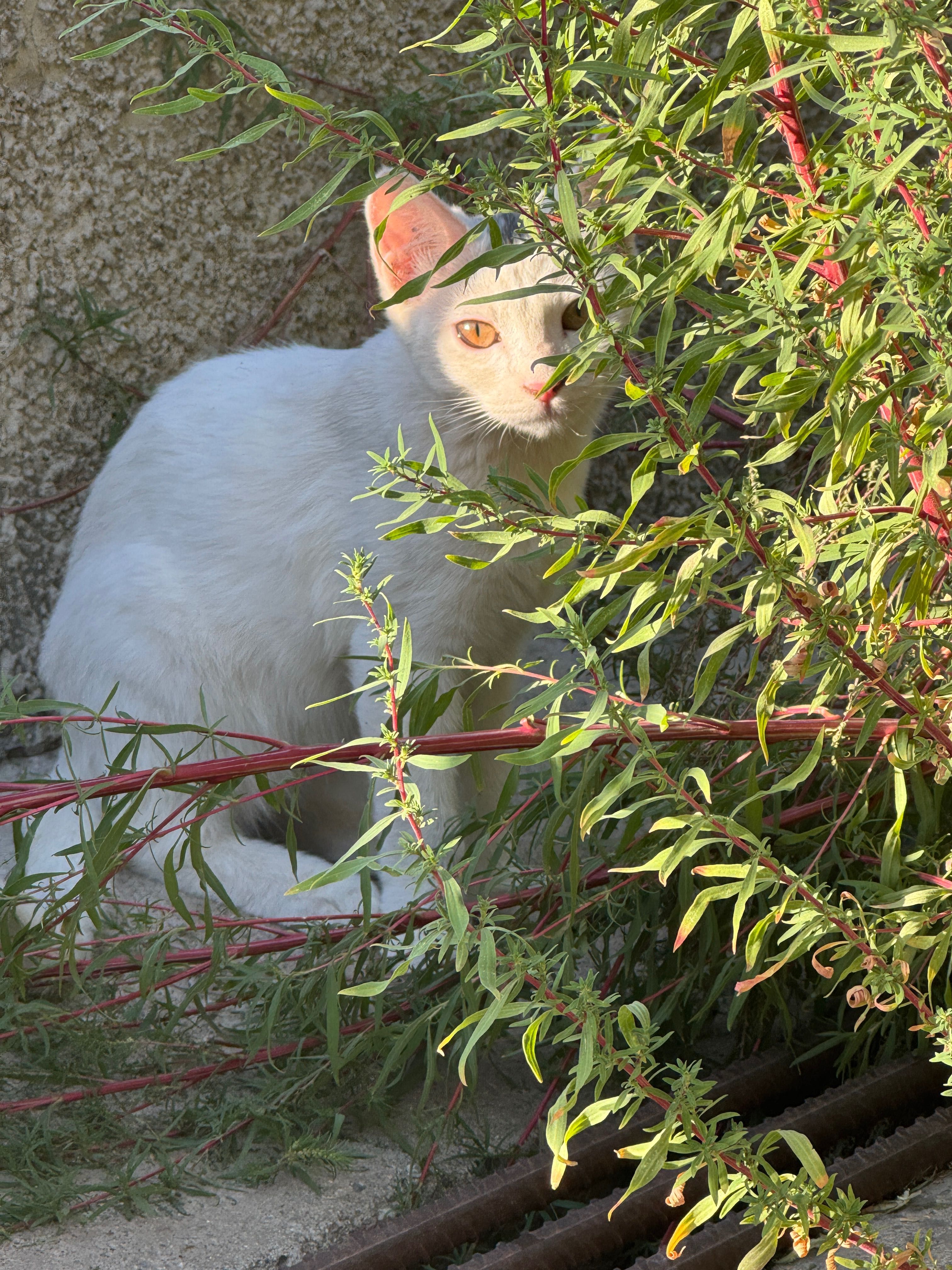 Котятки в добрые руки