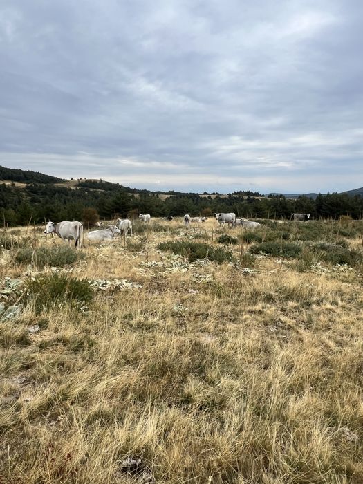 Продавам крави и женски телета сиво искърско