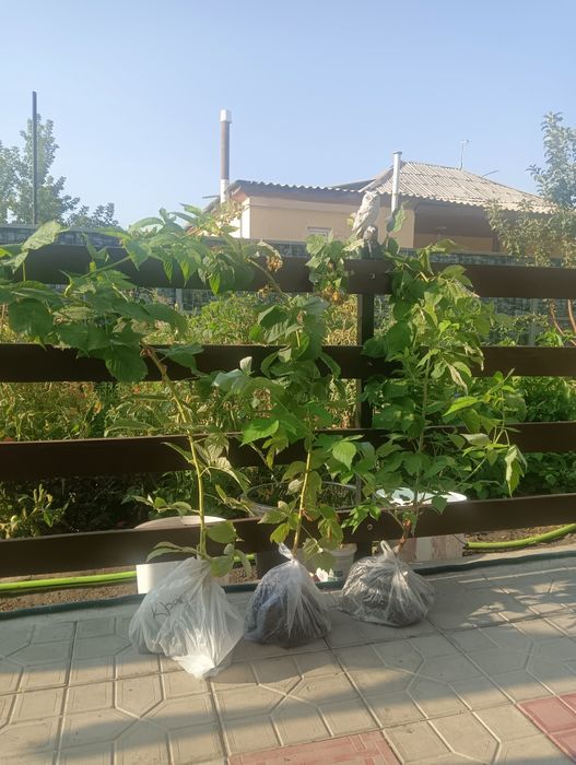 Продам саженцы малины