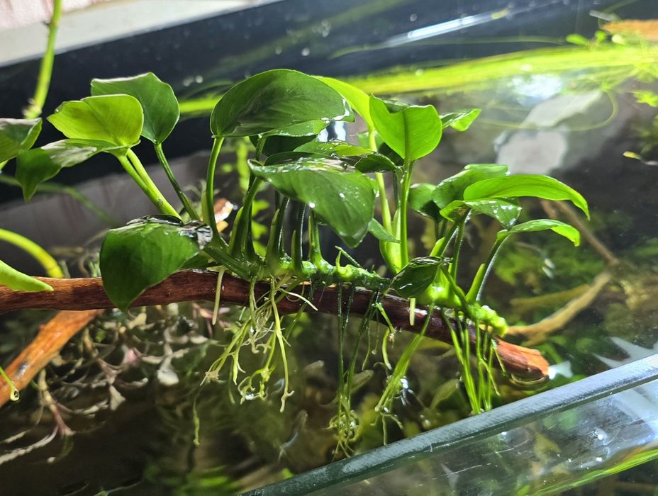 Анубиас  аквариумные растения
