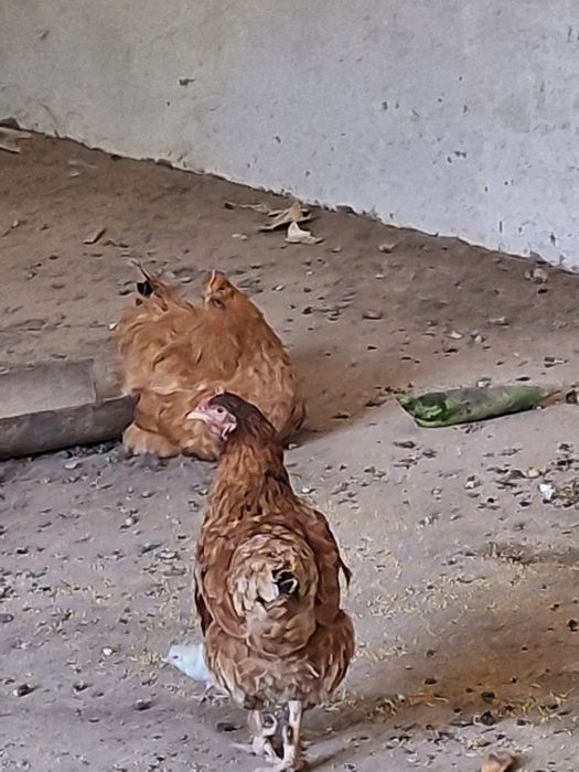 Тауык Әтеш балапан