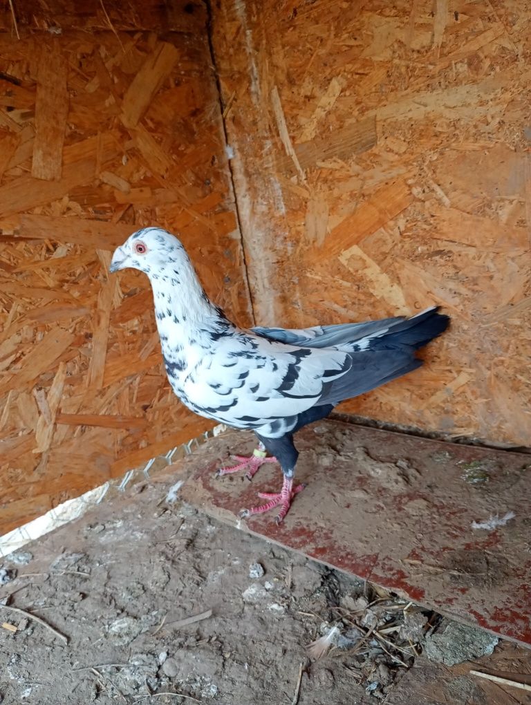 Porumbei voiajori stil vechi