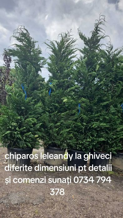Chiparos Leylandii diferite dimensiuni preț accesibil