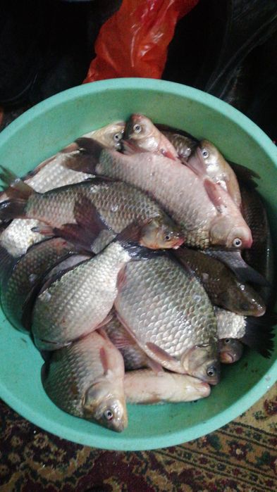 Продаю свежих живых чаганных карасей.