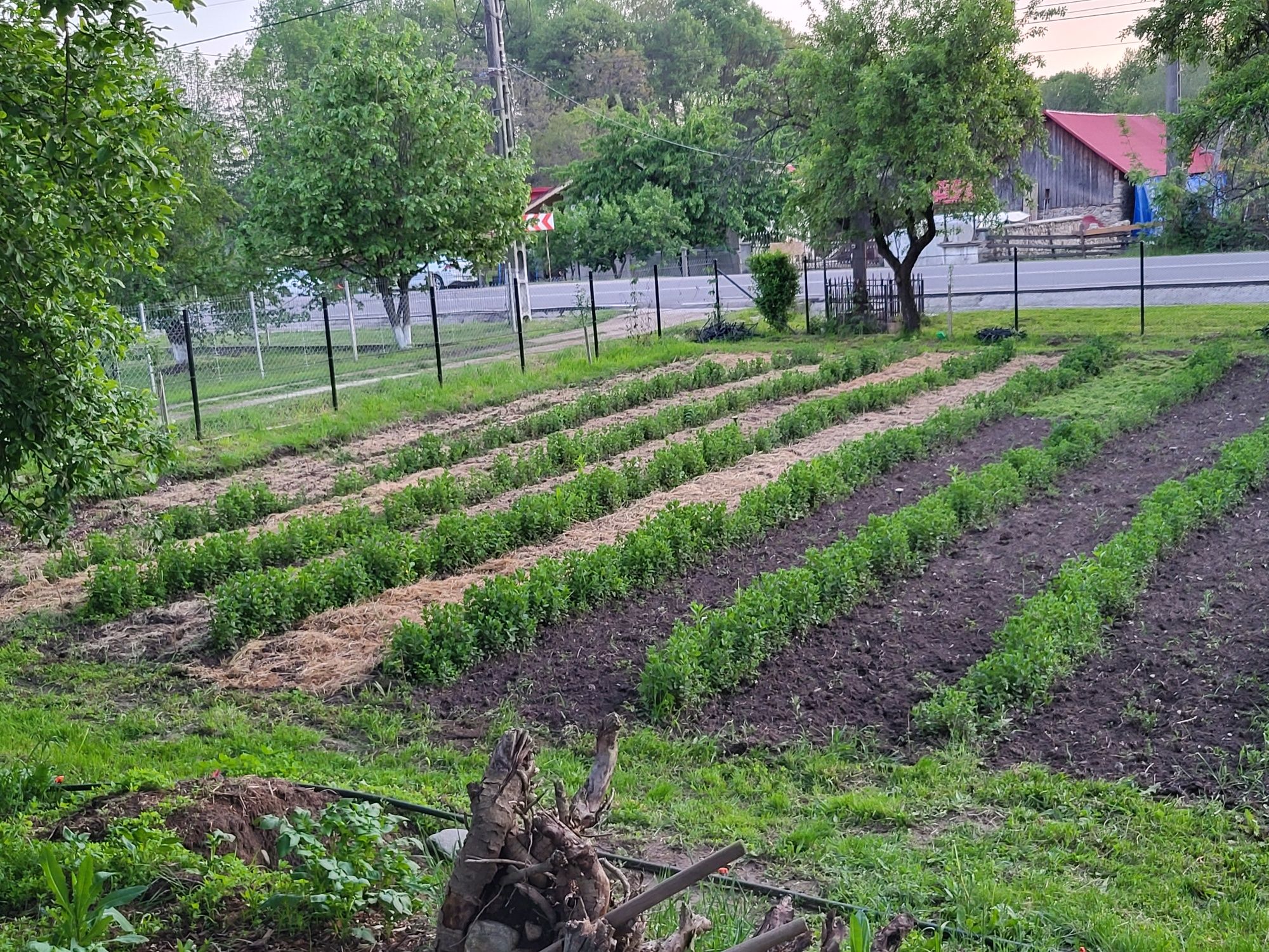 Mentã olandeză !