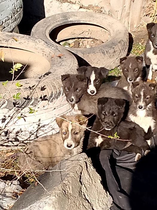 Отдам щенков в хорошие руки