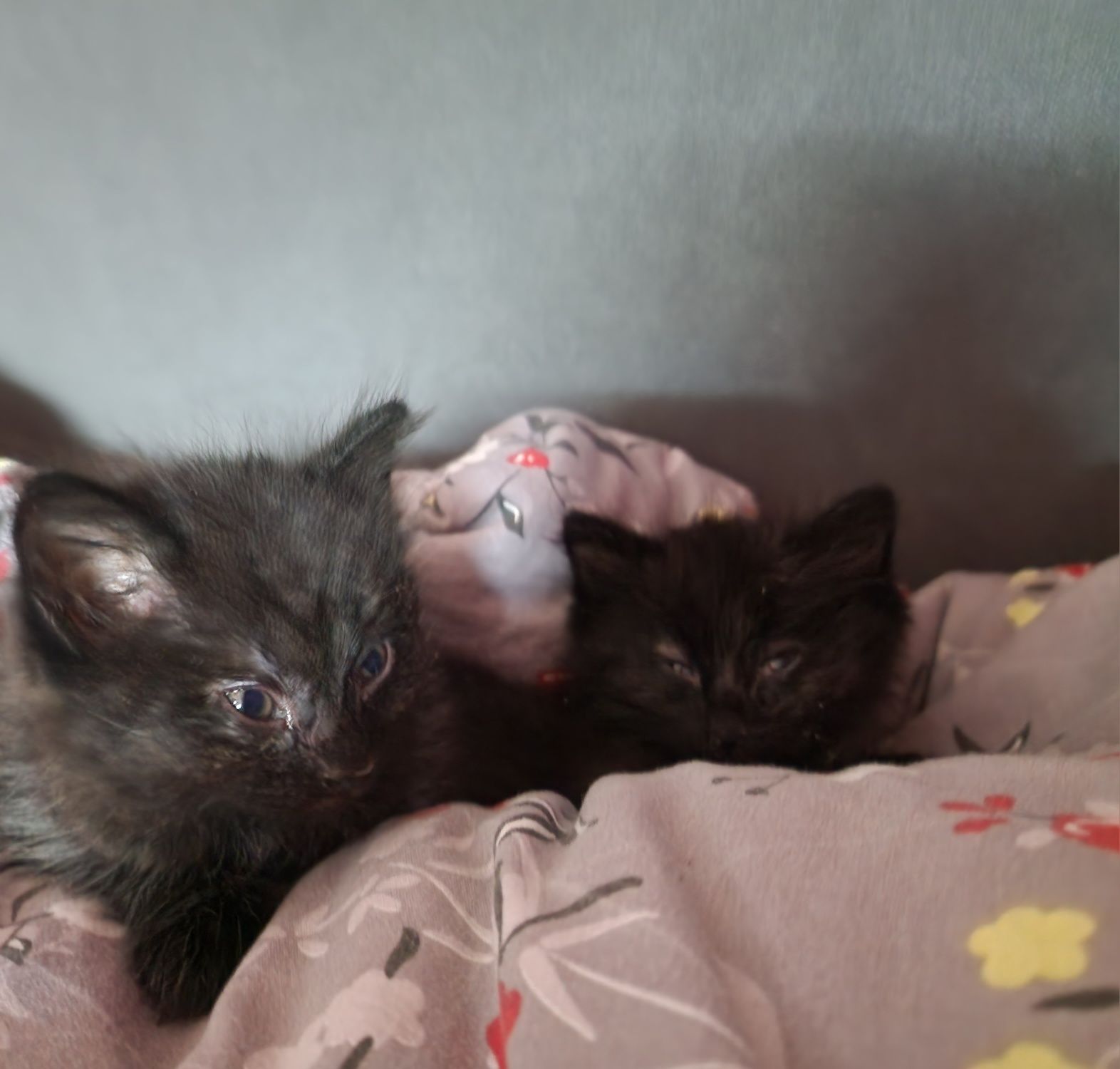 Котята мальчик и девочка домашние, черного цвета, родились 22 марта