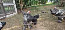 Cocosi Brahma de vanzare