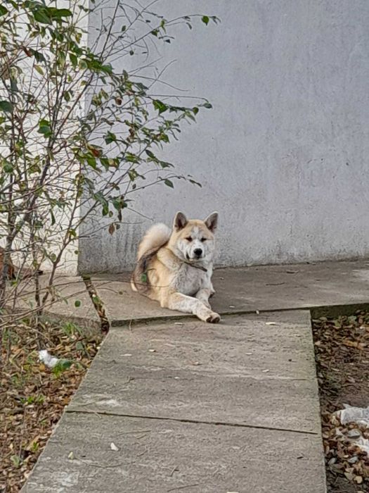 Donez câine Akita Inu