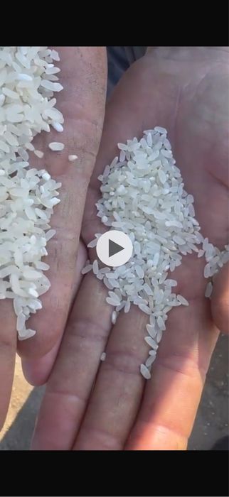 Рис колеброванный