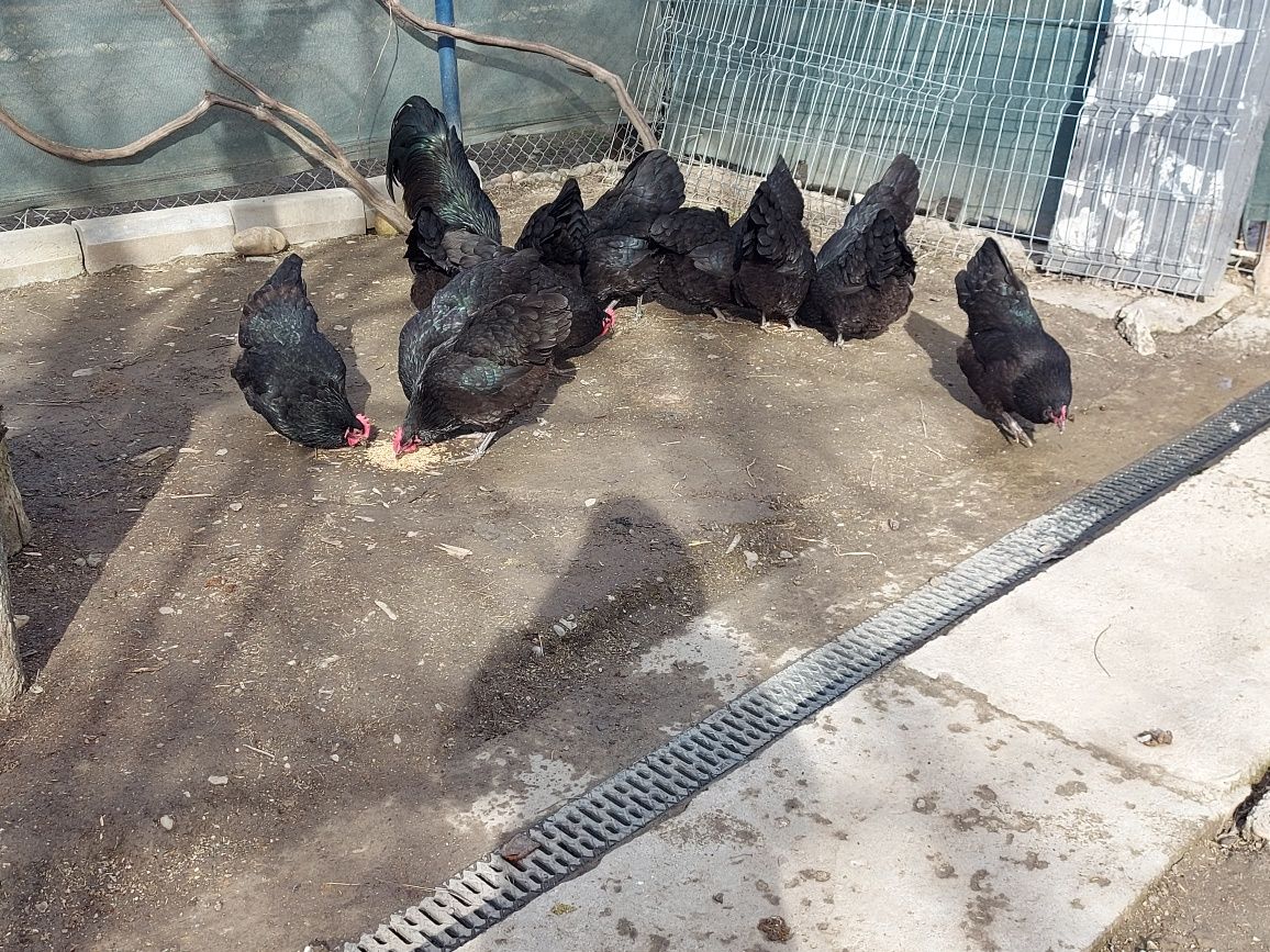 Pui australorp negru