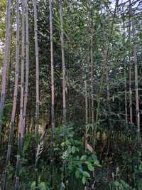Bambus de gradina
