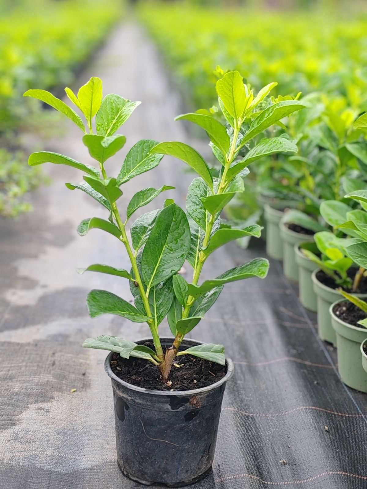 Лавровишна / Prunus “Novita”