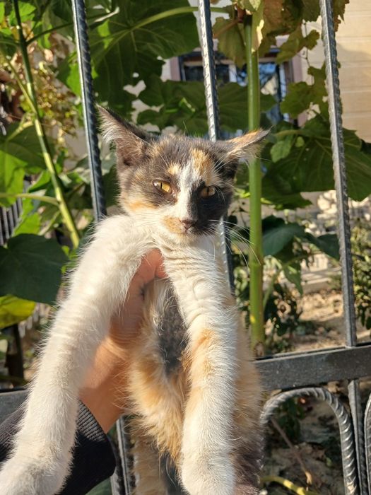 Котята отдаются в добрые руки