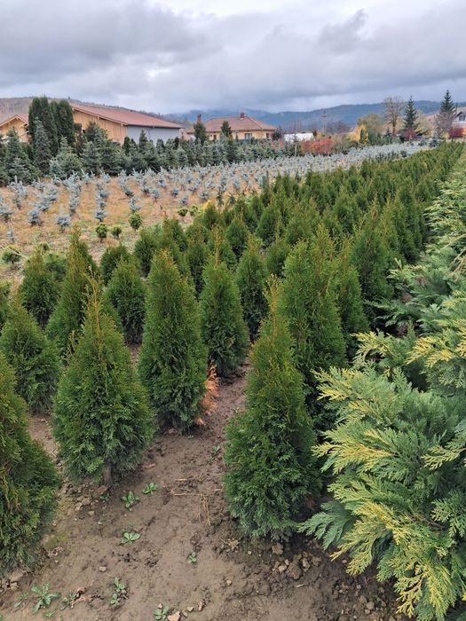 Vând mesteacăn alb catalpa