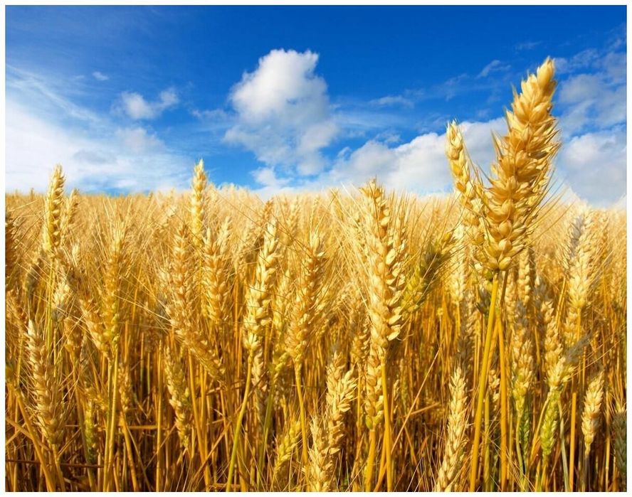 Пашня, земля 15 500 га, КХ, ТОО, участок, поле, сельхоз