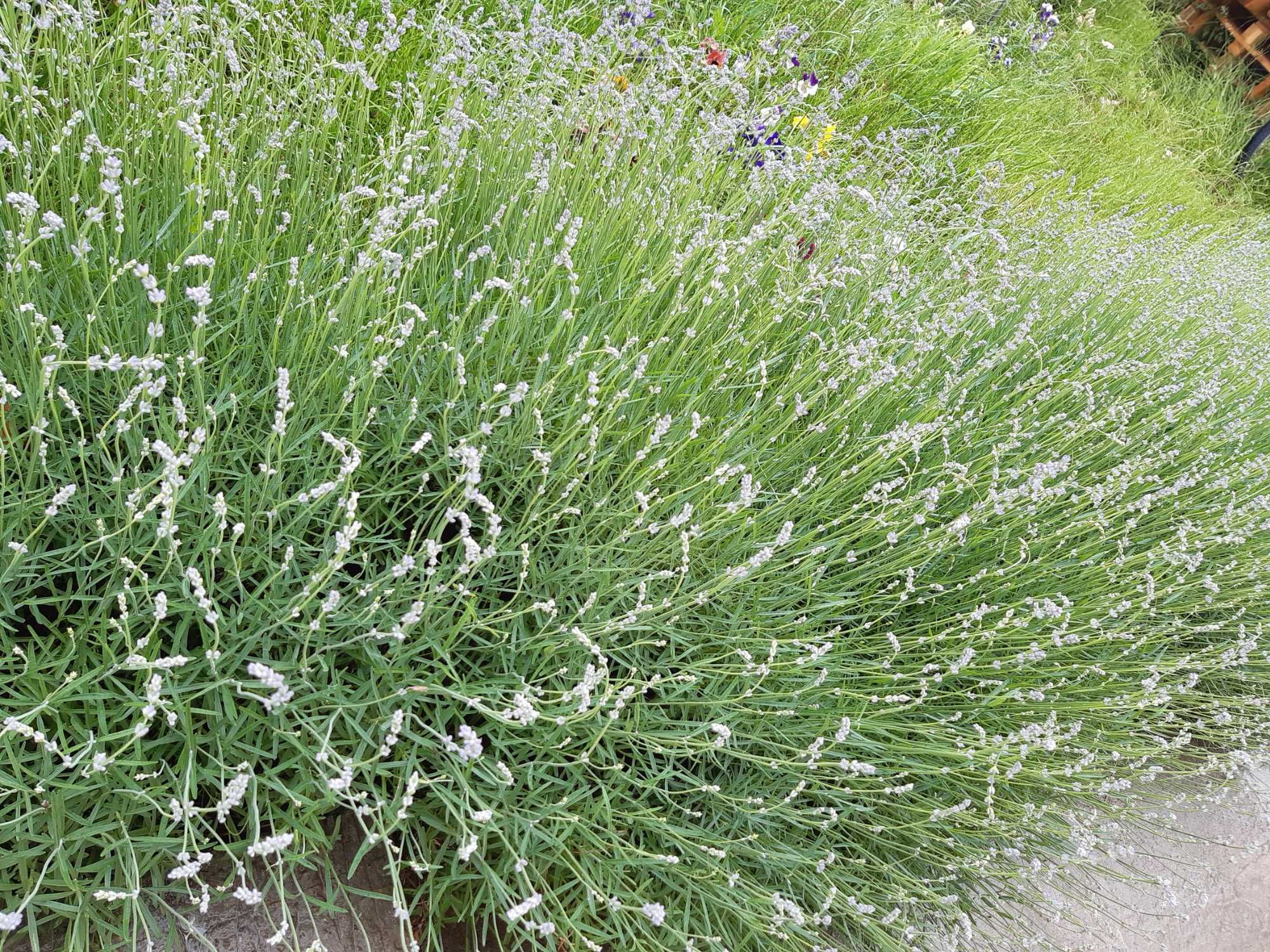 Tufe mari de Lavanda