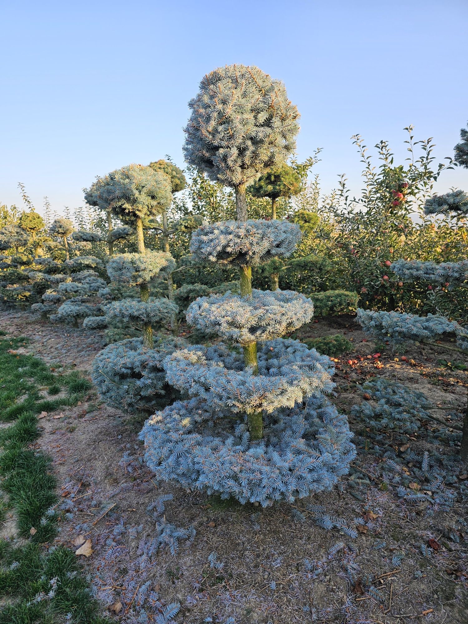 Vând tuia leylandii, smarald,spirale, mesteacăn