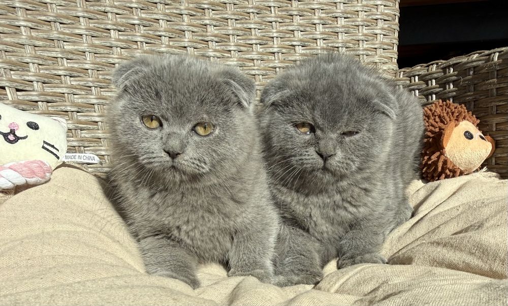 Британски  късокосмести клепоухи