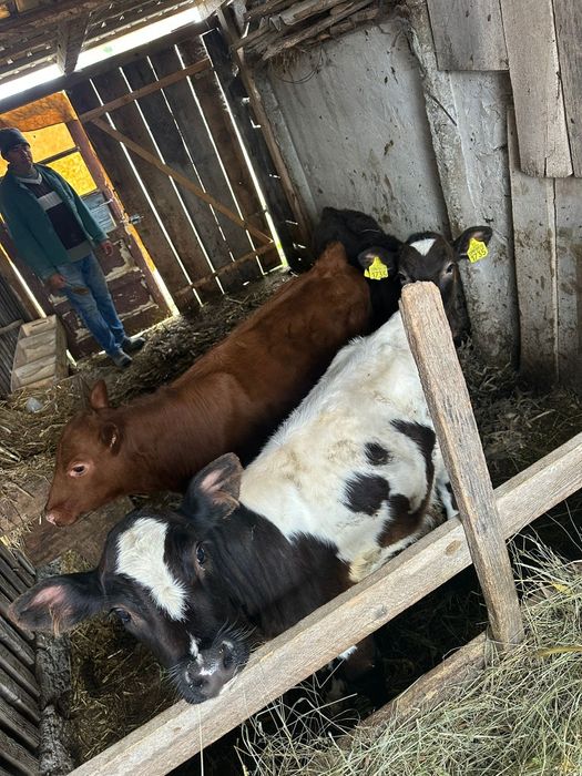 1 vițel 3 vițele