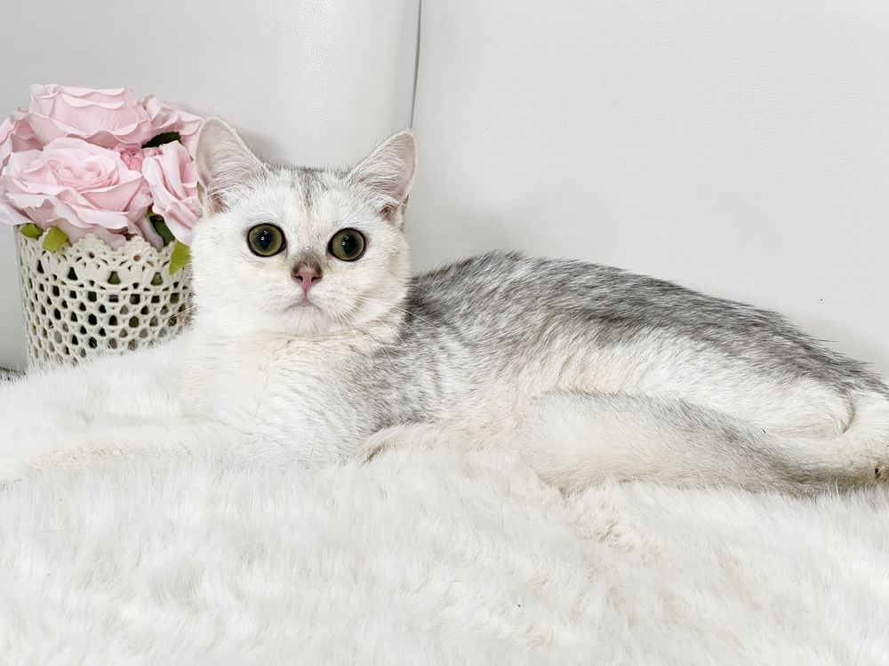 Шикарная британка шиншилла