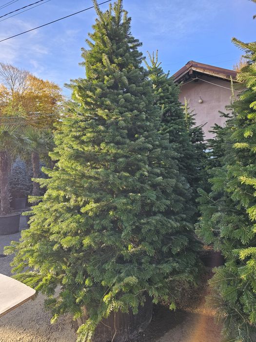 Brazi 3m extra calitate  ( vand brad Normandiana )  nordmann