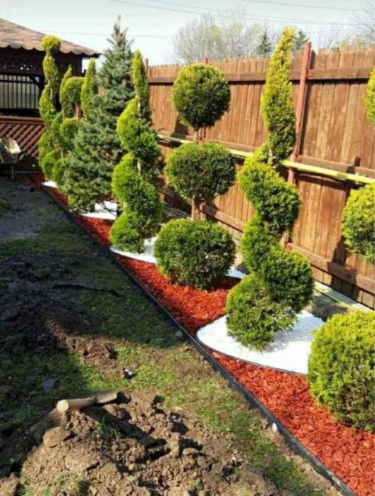 Vand mesteacan alb copaci ornamentali plante oriunde in tara