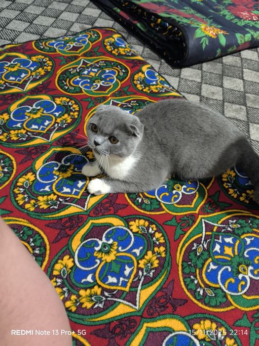 Mushuk britan shinshila