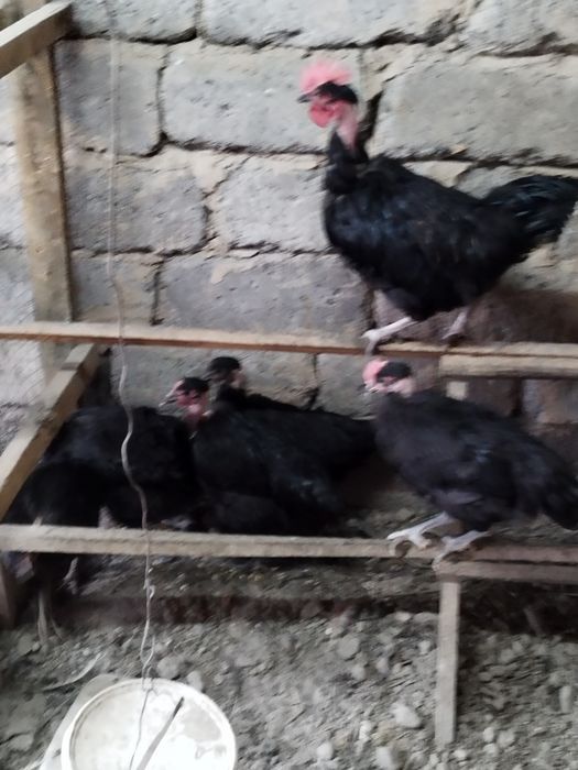 Куры голошейки молодые