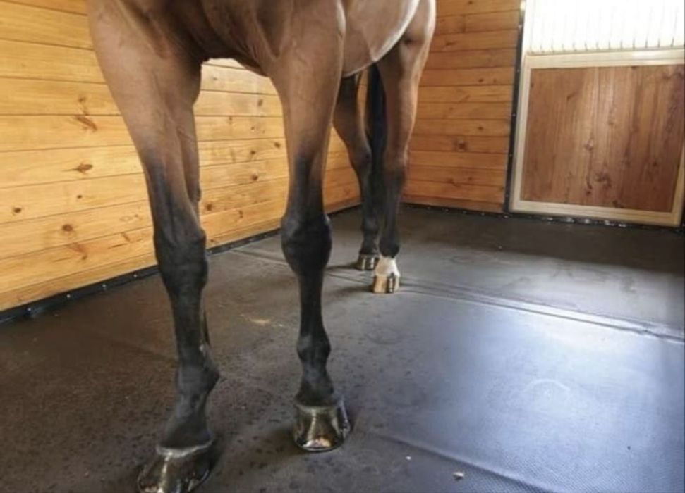 Banda de cauciuc ideala pentru boxe de cai, animale orice destinatie