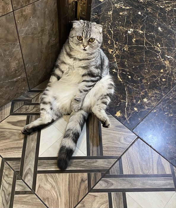 Шотландсикй вислоухий кот