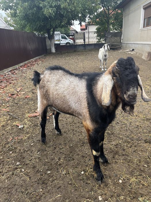 Vand tap anglonubian