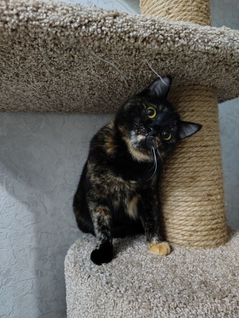 Кошечка ищет дом