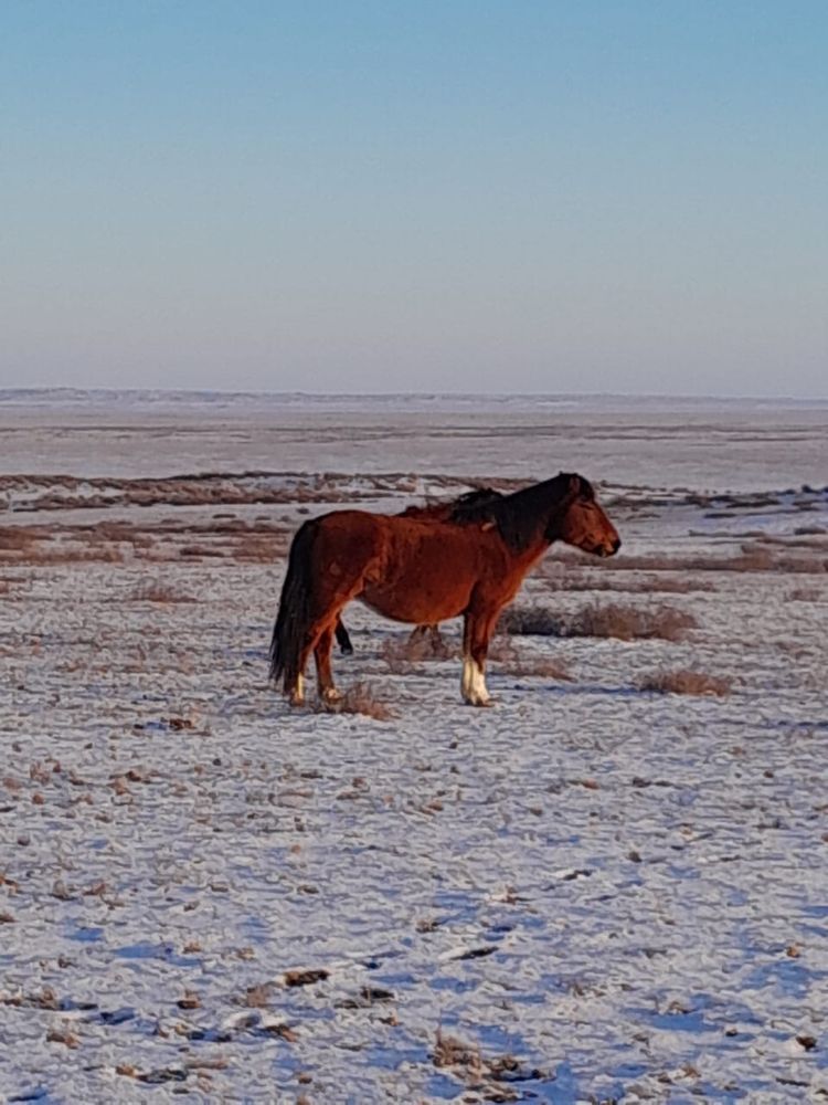 Кулынды Бие сатылады