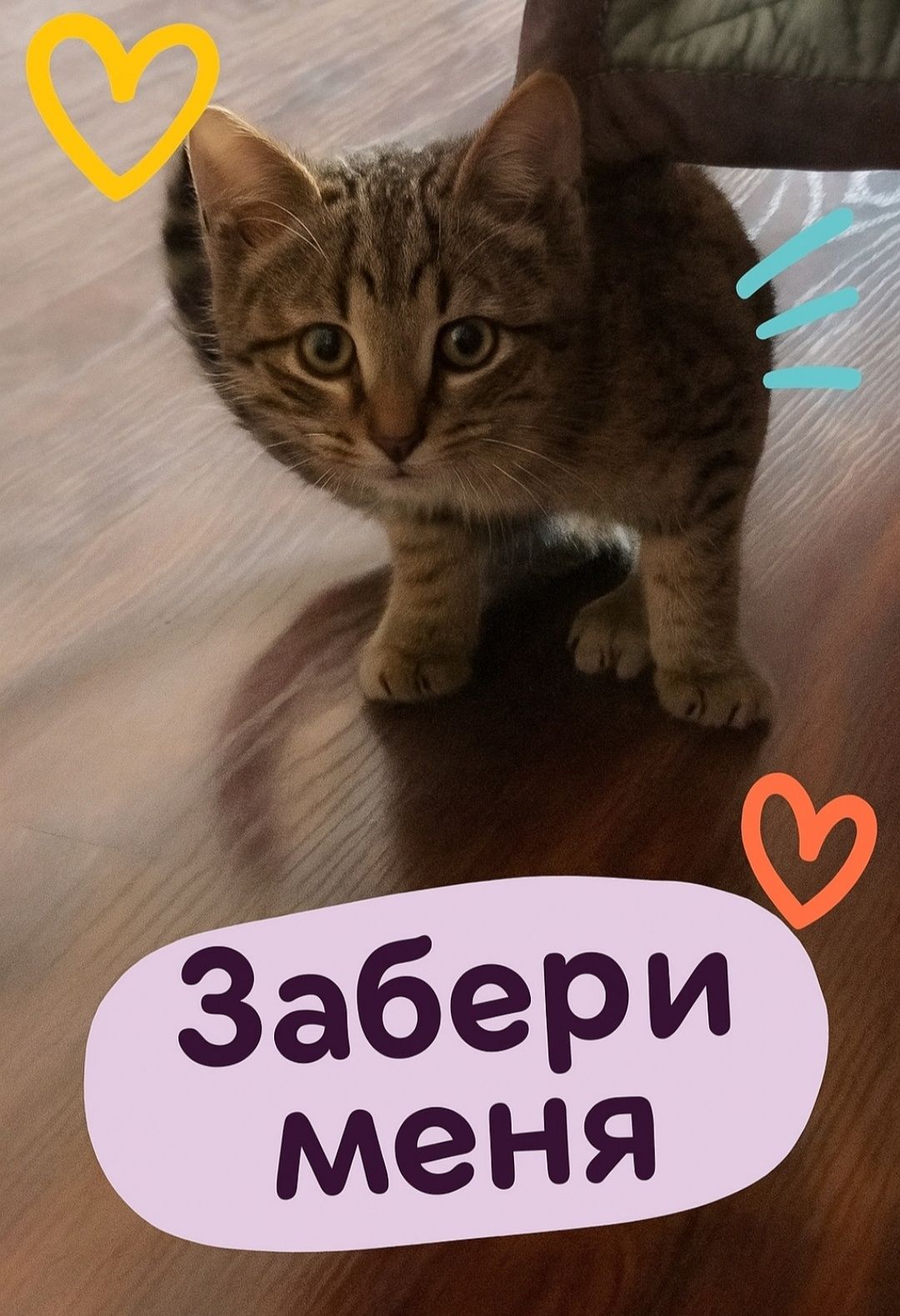 Отдам котёнка в хорошие руки
